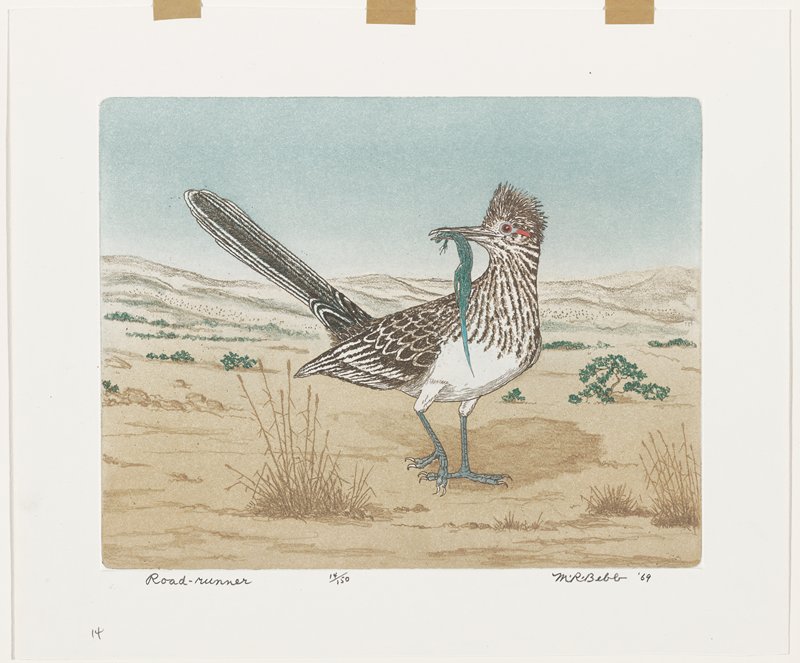 Road-runner, Maurice R. Bebb, 1969