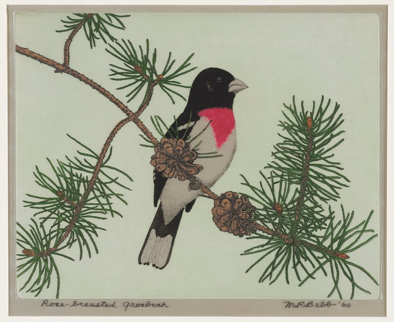 Rose-breasted Grosbeak, Maurice R. Bebb, 1960