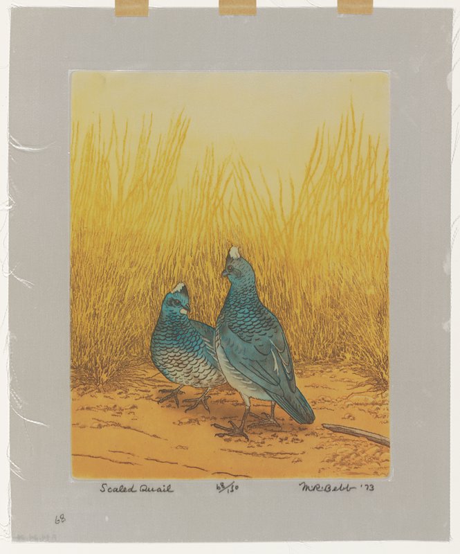 Scaled Quail, Maurice R. Bebb, 1973