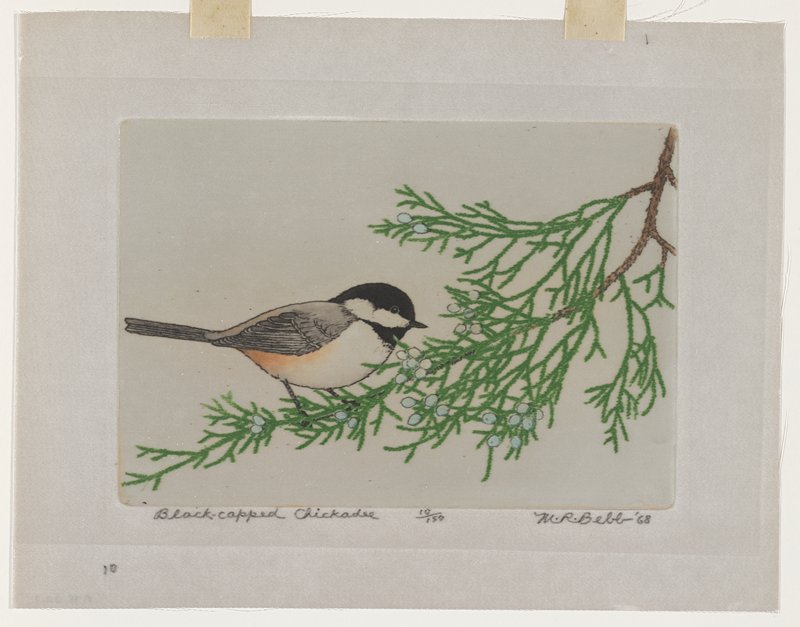 Black-capped Chickadee, Maurice R. Bebb, 1968