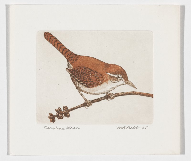 Carolina Wren, Maurice R. Bebb, 1965