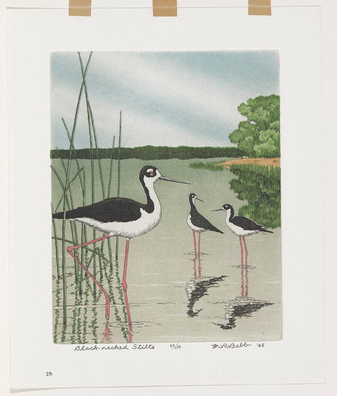 Black-Necked Stilts, Maurice R. Bebb, 1965