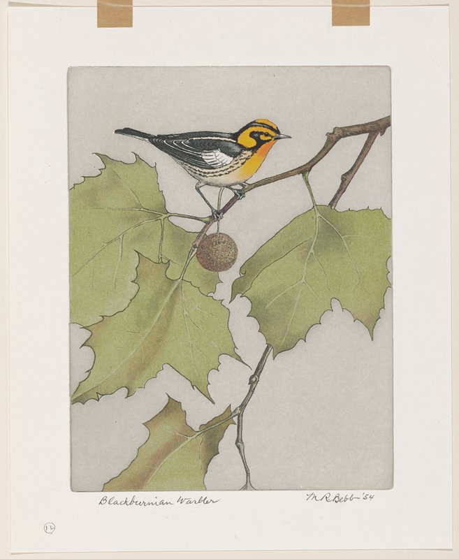 Blackburnian Warbler, Maurice R. Bebb, 1954