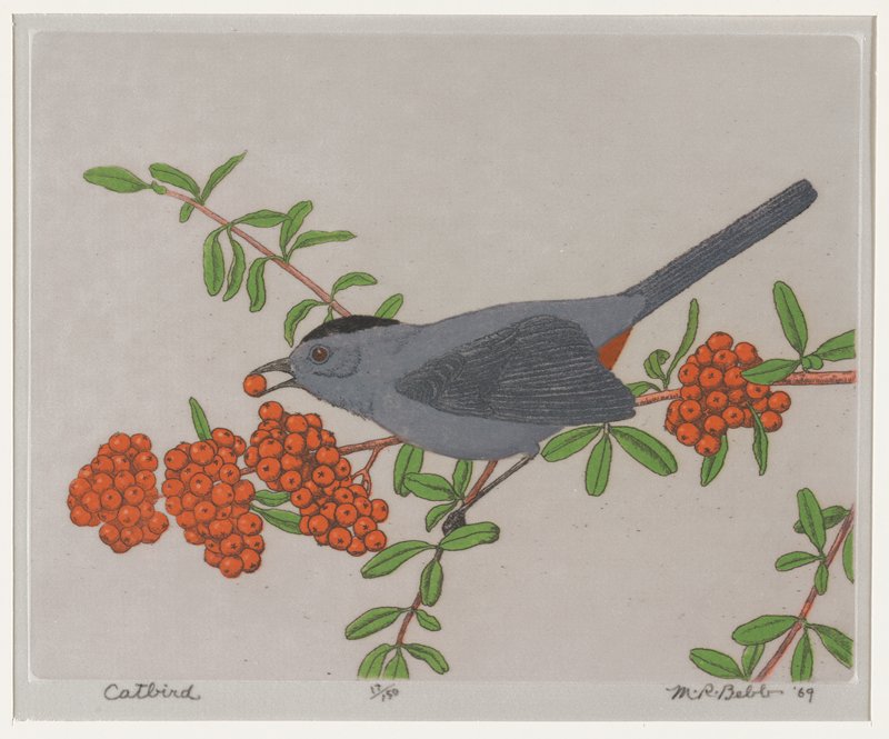Catbird, Maurice R. Bebb, 1969