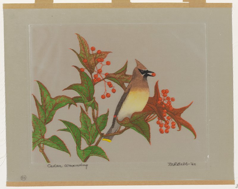 Cedar Waxwing, Maurice R. Bebb, 1962