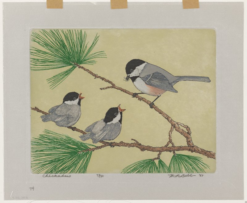 Chickadees, Maurice R. Bebb, 1967