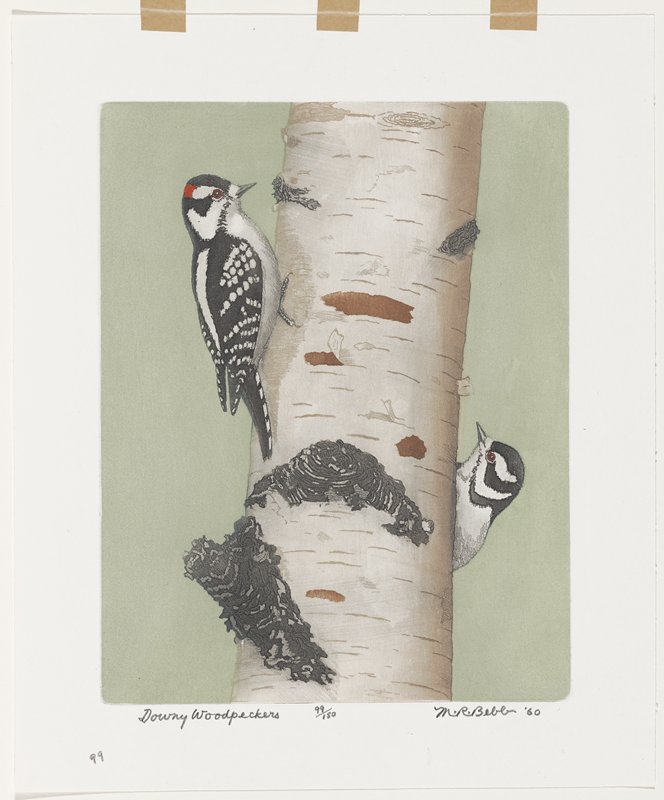Downy Woodpeckers, Maurice R. Bebb, 1960
