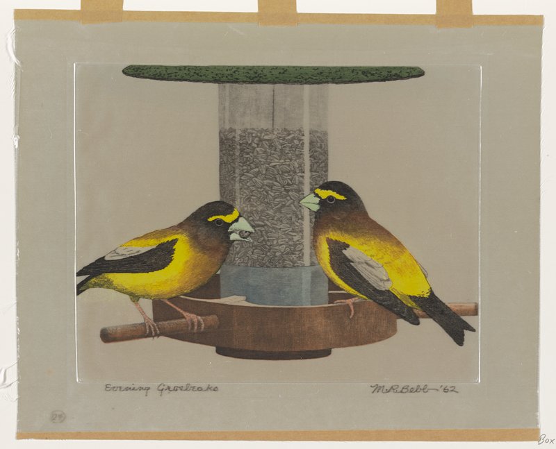 Evening Grosbeaks, Maurice R. Bebb, 1962