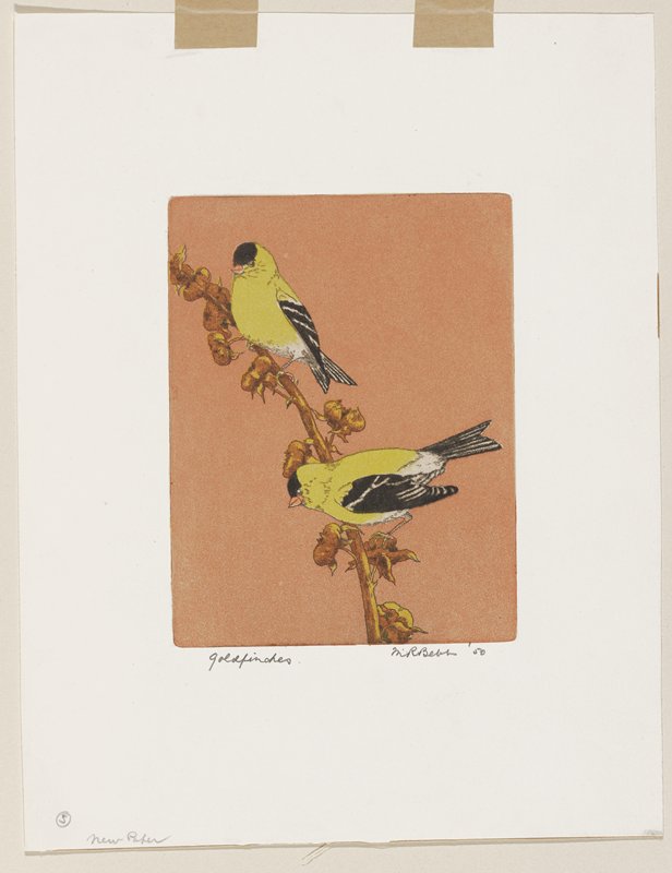 Goldfinches, Maurice R. Bebb, 1950