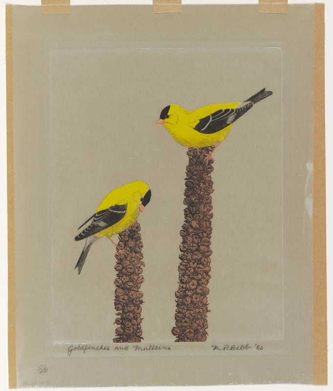 Goldfinches and Mulleins, Maurice R. Bebb, 1960