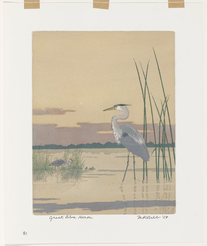 Great Blue Heron, Maurice R. Bebb, 1954