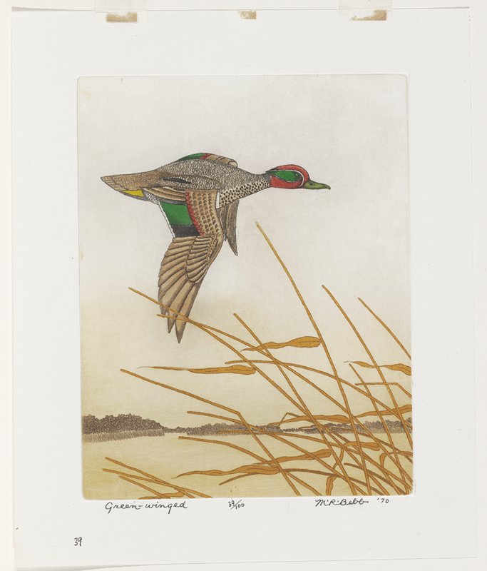 Green-winged, Maurice R. Bebb, 1970