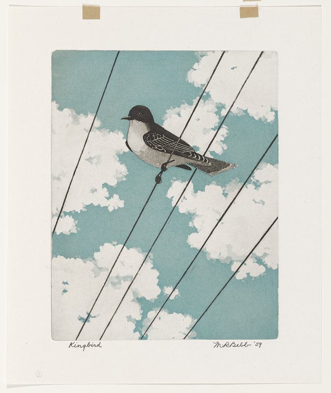 Kingbird, Maurice R. Bebb, 1959
