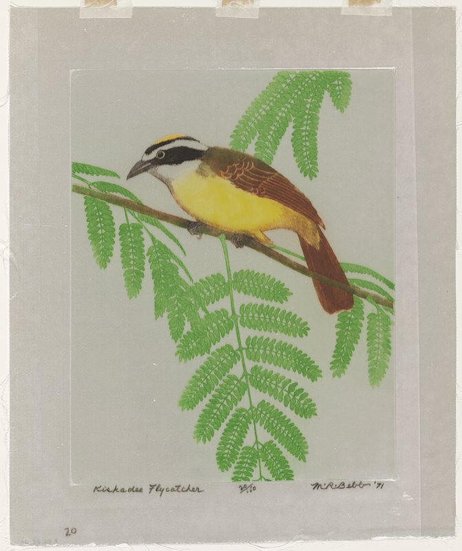 Kiskadee Flycatcher, Maurice R. Bebb, 1971