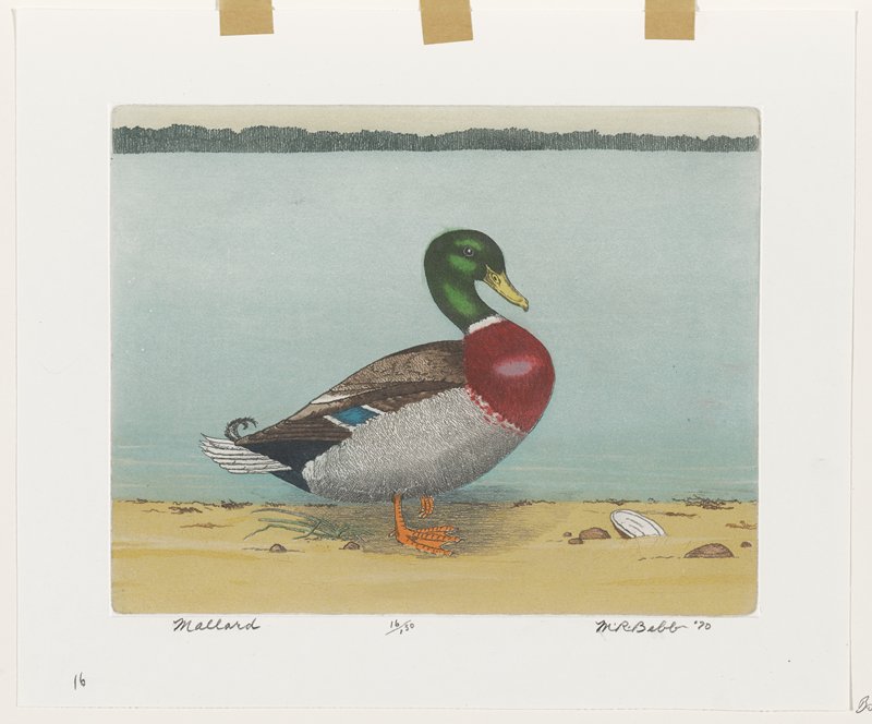 Mallard, Maurice R. Bebb, 1970