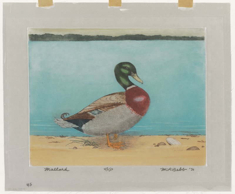 Mallard, Maurice R. Bebb, 1970