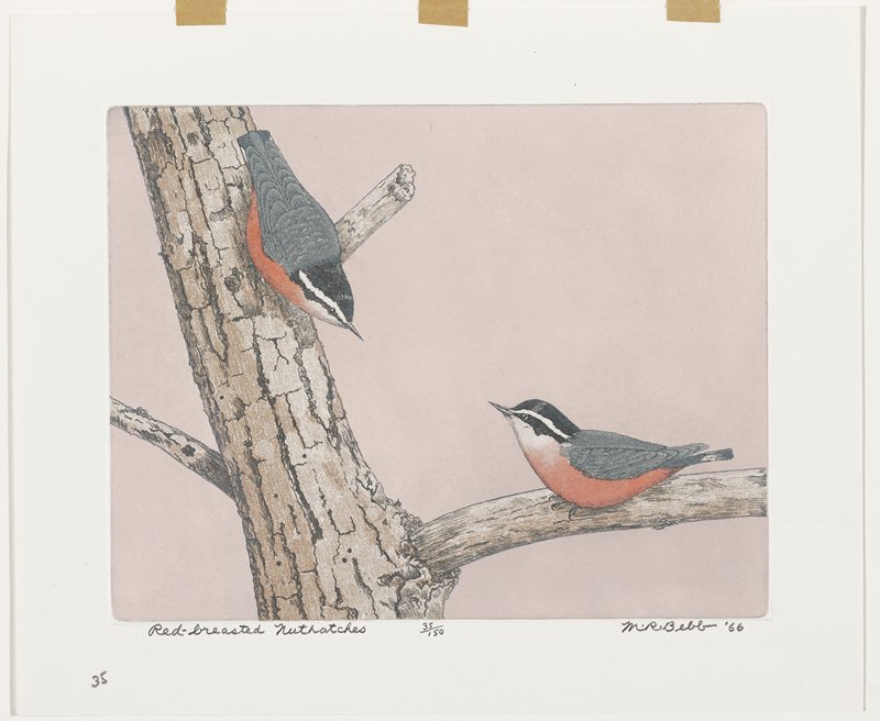 Red-breasted Nuthatches, Maurice R. Bebb, 1966