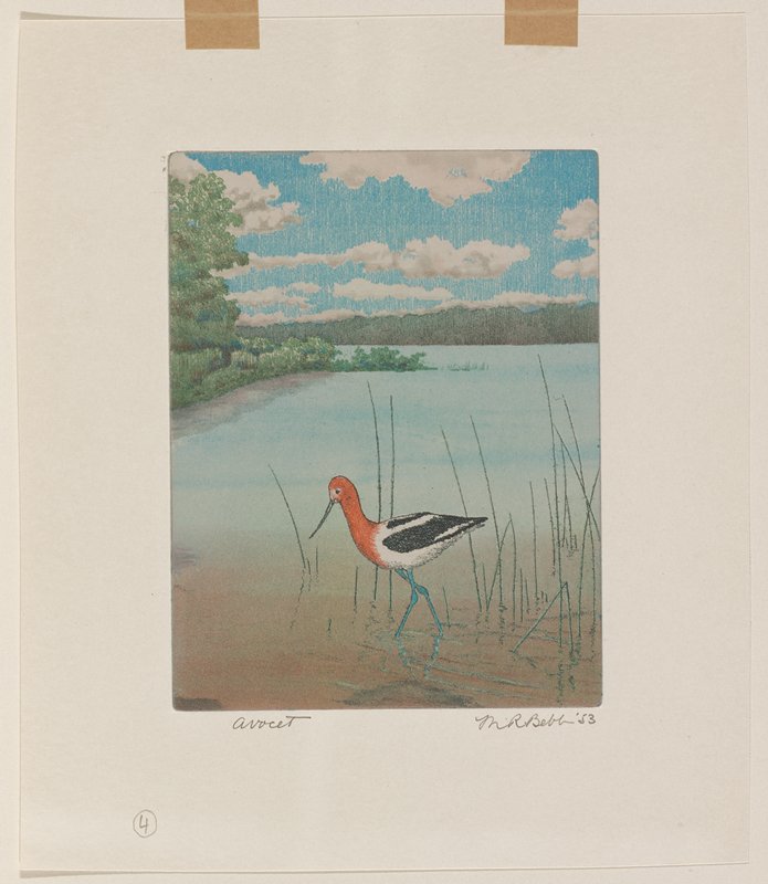 Avocet, Maurice R. Bebb, 1953