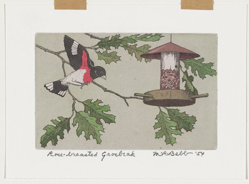 Rose-breasted Grosbeak, Maurice R. Bebb, 1954