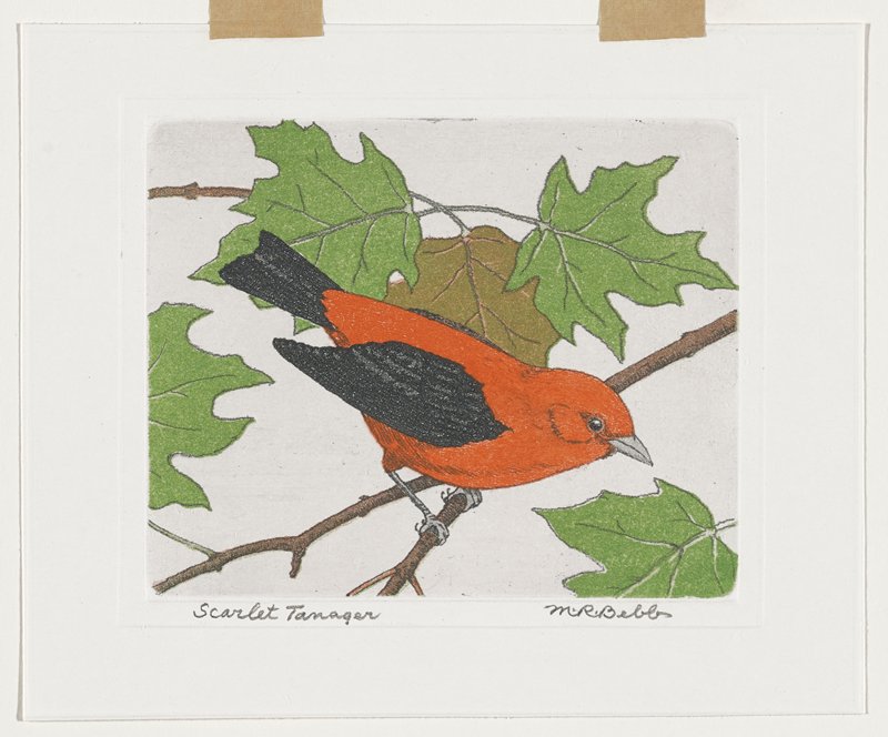 Scarlet Tanager, Maurice R. Bebb, 20th century
