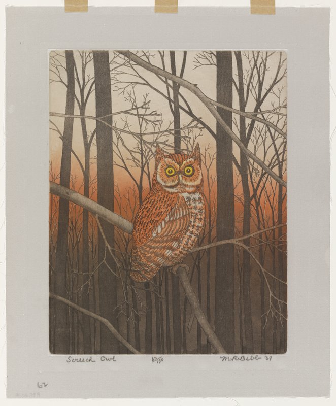Screech Owl, Maurice R. Bebb, 1969