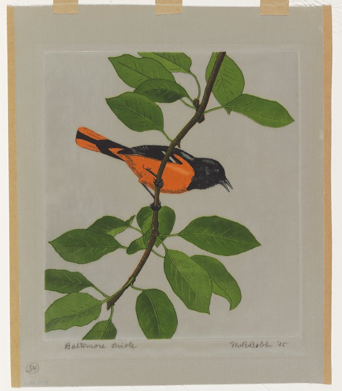 Baltimore Oriole, Maurice R. Bebb, 1955