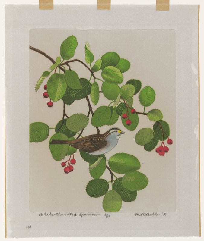 White-throated Sparrow, Maurice R. Bebb, 1957