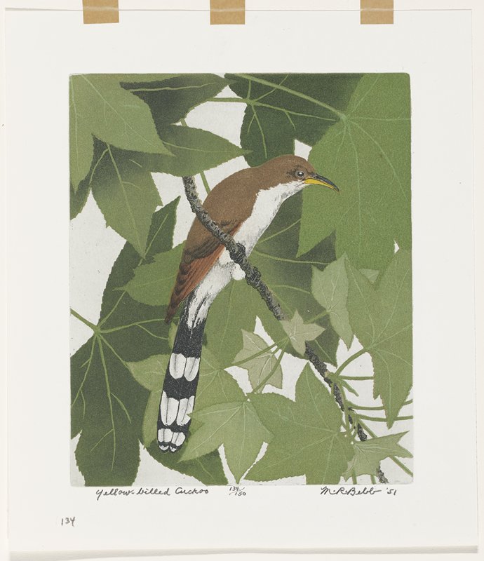 Yellow-billed Cuckoo, Maurice R. Bebb, 1951