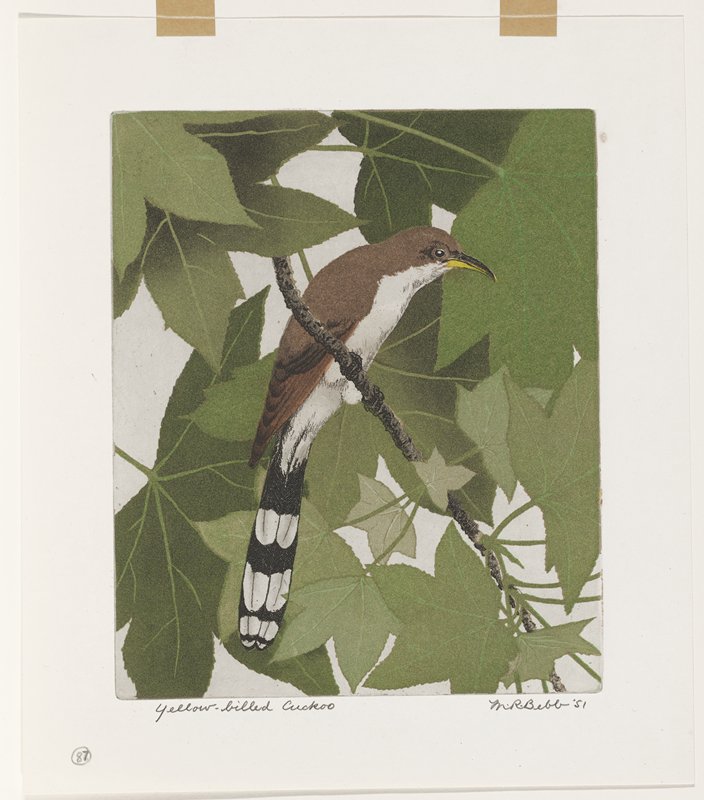 Yellow-billed Cuckoo, Maurice R. Bebb, 1951