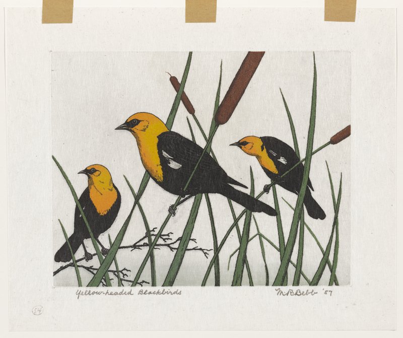 Yellow-headed Blackbirds, Maurice R. Bebb, 1957