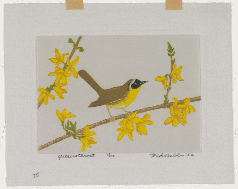 Yellowthroat, Maurice R. Bebb, 1952