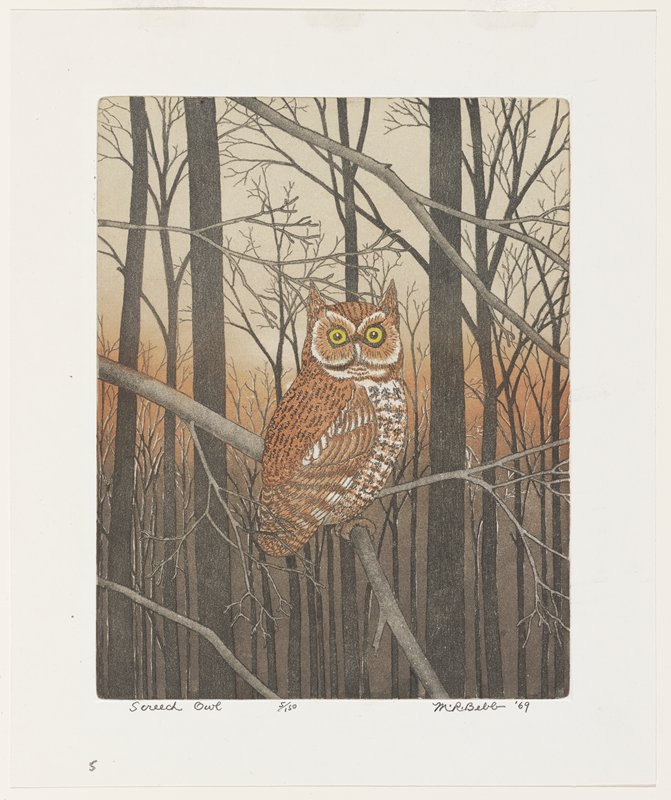 Screech Owl, Maurice R. Bebb, 1969