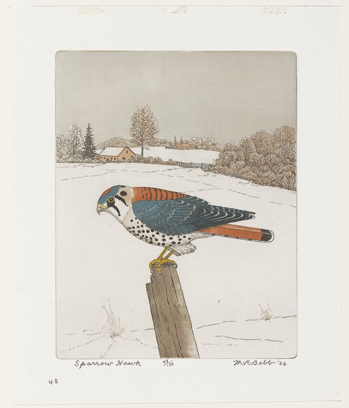 Sparrowhawk, Maurice R. Bebb, 1966