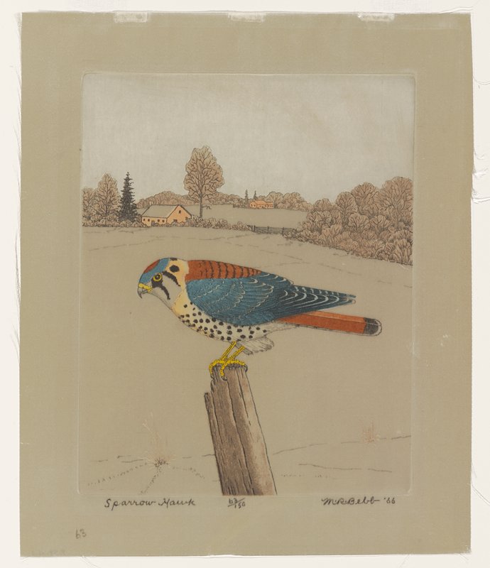 Sparrowhawk, Maurice R. Bebb, 1966