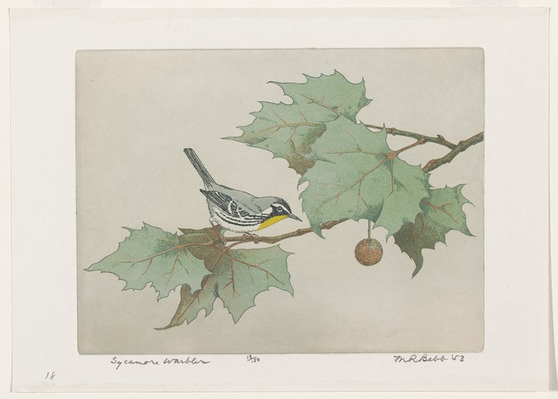 Sycamore Warbler, Maurice R. Bebb, 1953