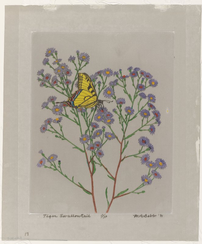 Tiger Swallowtail, Maurice R. Bebb, 1971