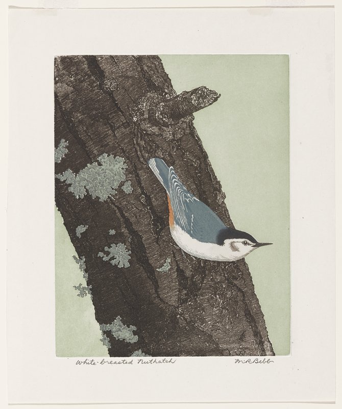 White-breasted Nuthatch, Maurice R. Bebb, 1960