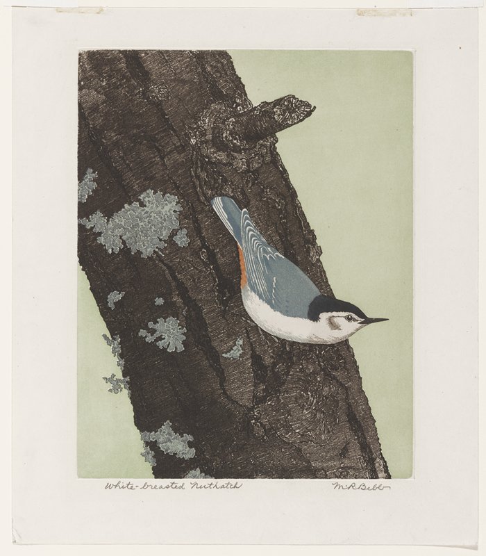 White-breasted Nuthatch, Maurice R. Bebb, 1960