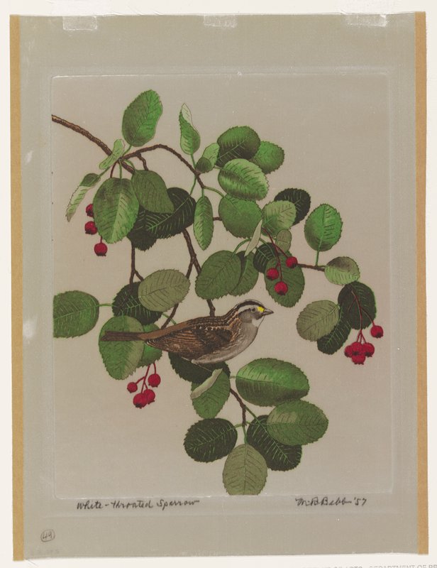 White-throated Sparrow, Maurice R. Bebb, 1957