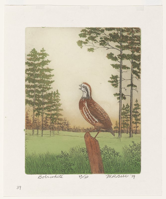 Bob-white, Maurice R. Bebb, 1979