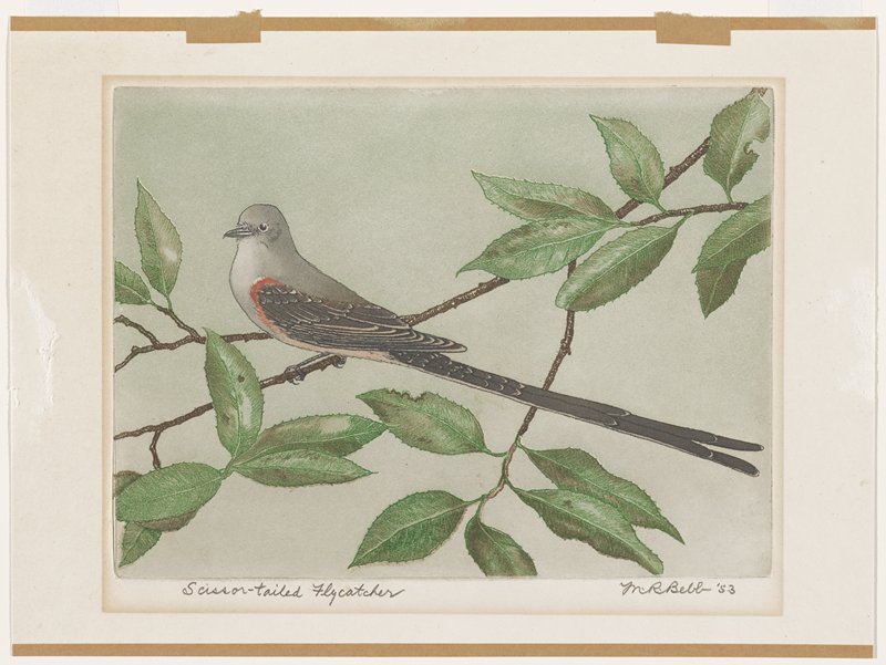 Scissor-tailed Flycatcher, Maurice R. Bebb, 1953