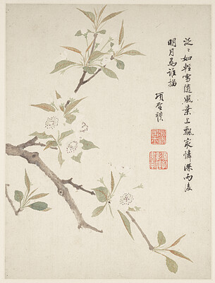 Pear Blossom from a Flower Album of Ten Leaves, Xiang Shengmo, 1656
