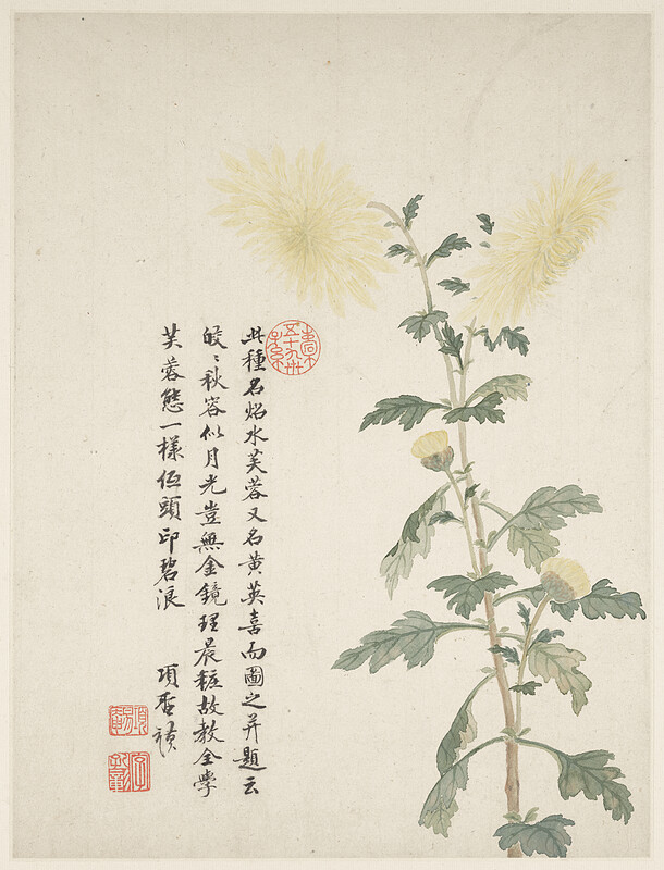 Hibiscus from a Flower Album of Ten Leaves, Xiang Shengmo, 1656