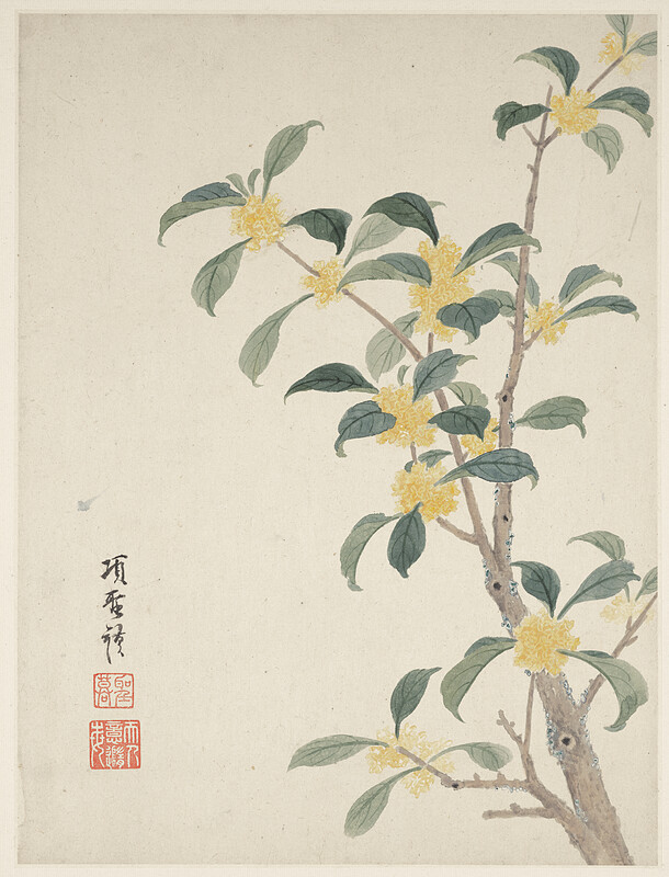 Cassia Blossom from a Flower Album of Ten Leaves, Xiang Shengmo, 1656