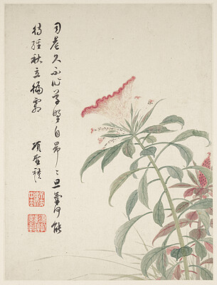 Cock's-comb from a Flower Album of Ten Leaves, Xiang Shengmo, 1656