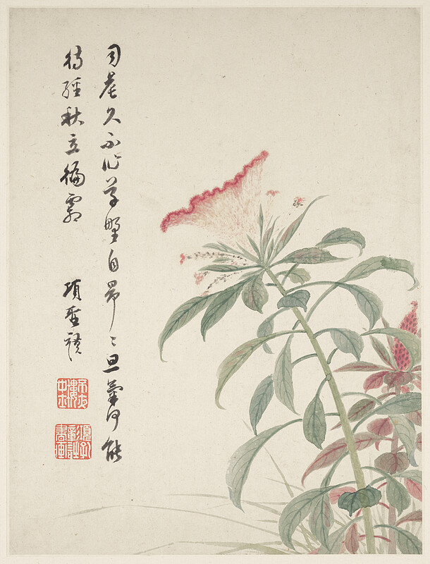 Cock's-comb from a Flower Album of Ten Leaves, Xiang Shengmo, 1656