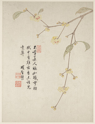 Wintersweet Blossom from a Flower Album of Ten Leaves, Xiang Shengmo, 1656