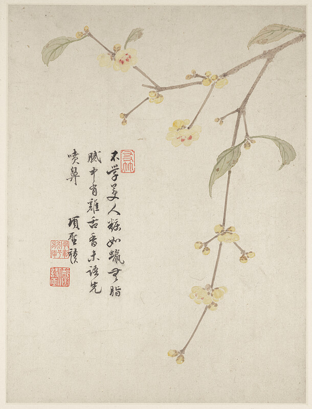 Wintersweet Blossom from a Flower Album of Ten Leaves, Xiang Shengmo, 1656