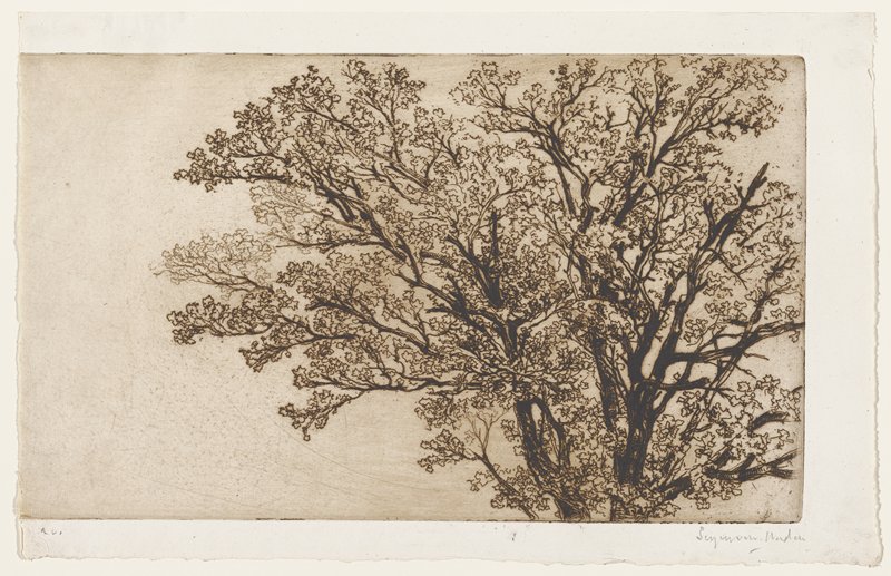 The Earliest Tree, Francis Seymour Haden, 1854