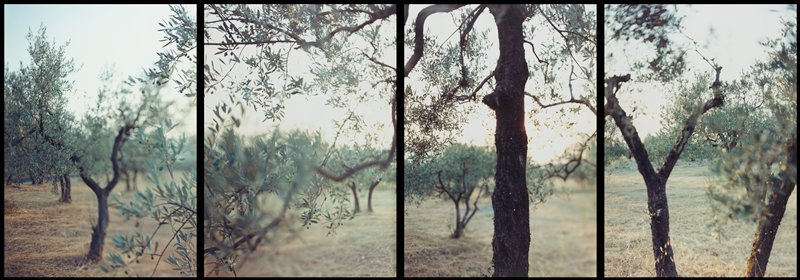 Olive Trees After the Heat, JoAnn Verburg, 1998